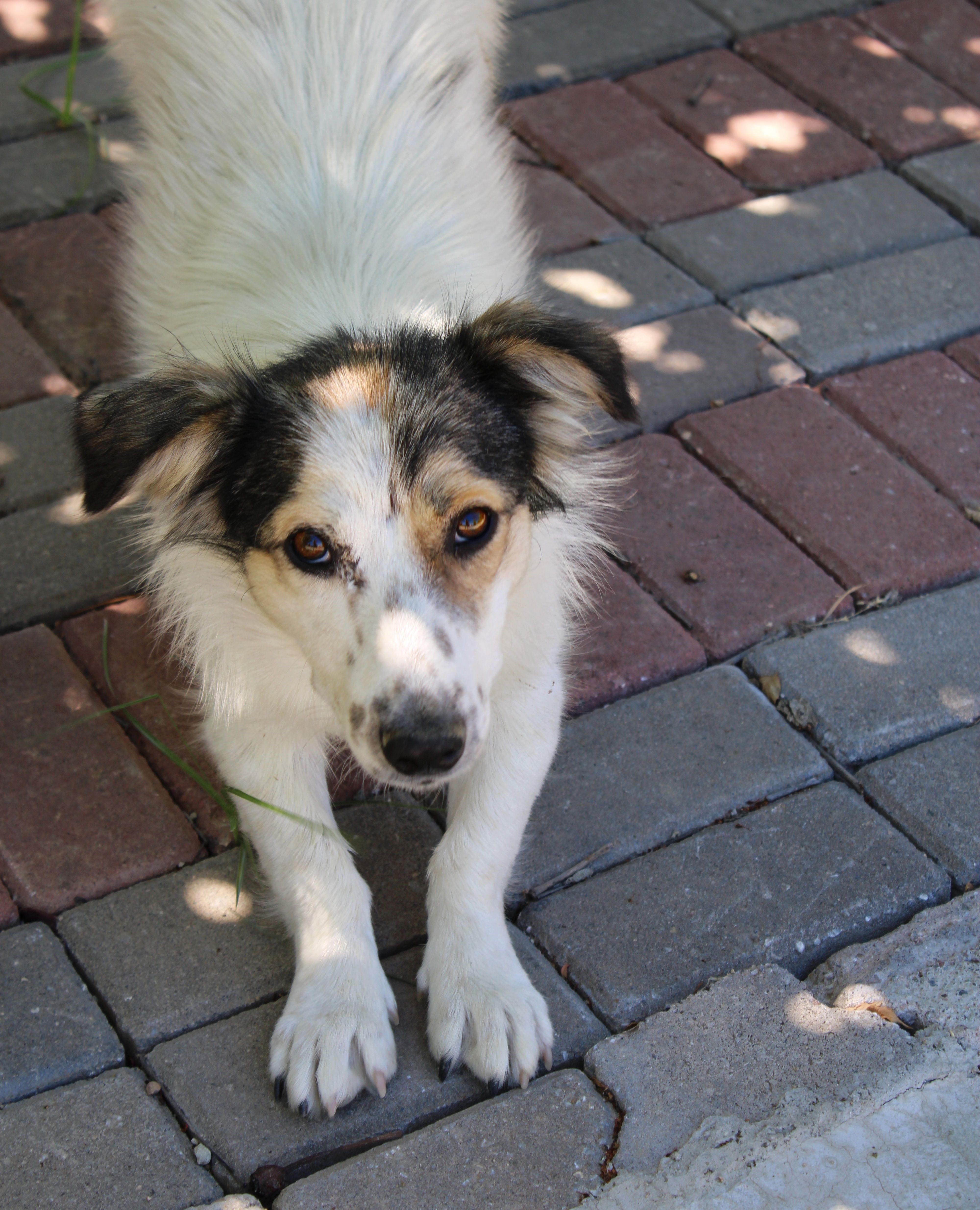 About Gracivo Animal Care