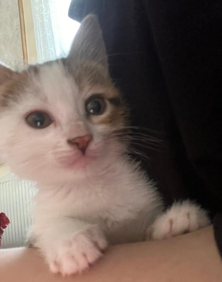 Felix for adoption
