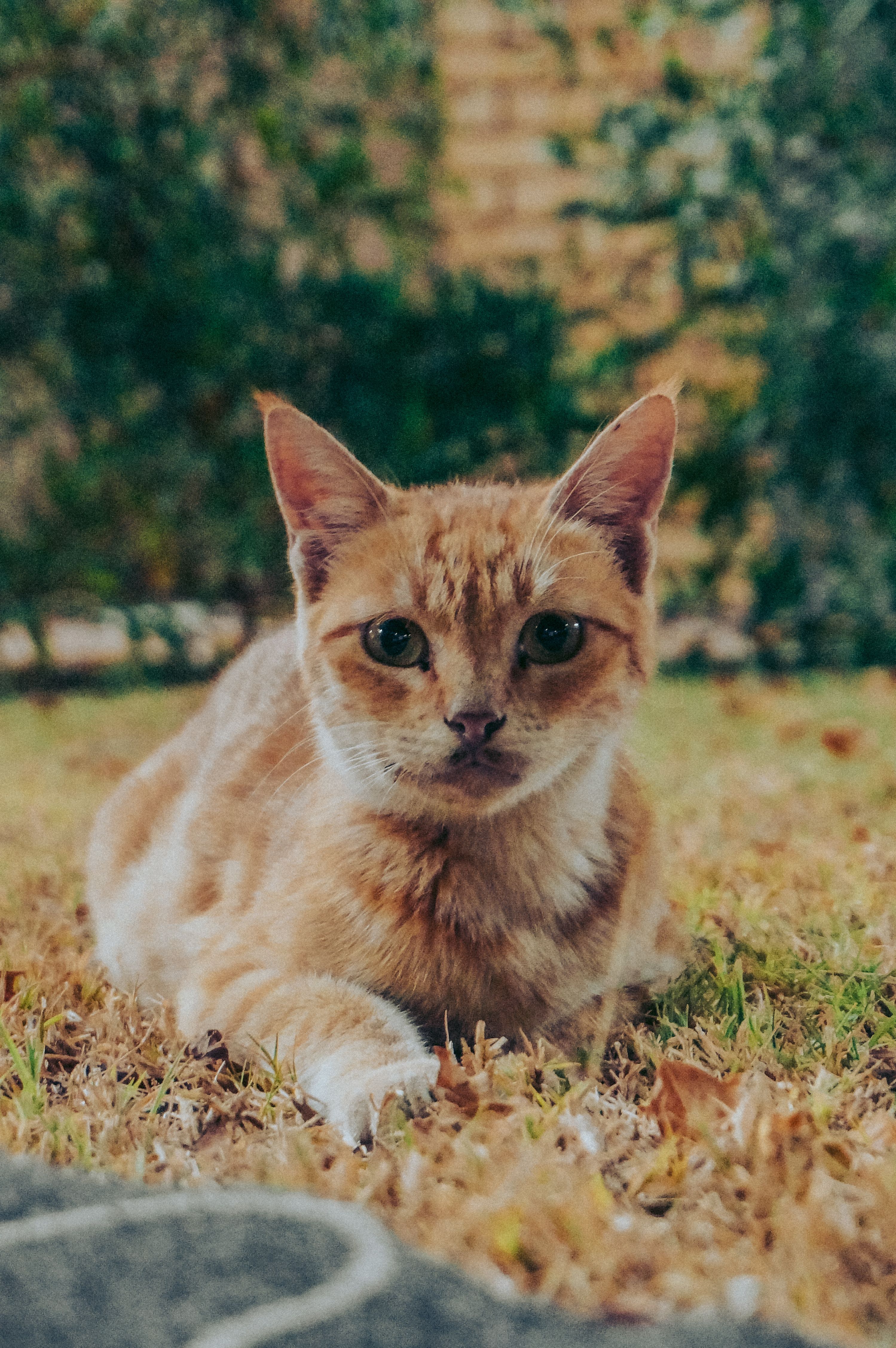 Animal Welfare Hub