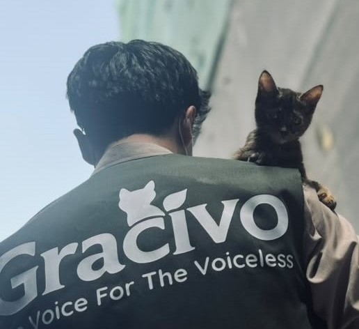Rescued dogs and cats