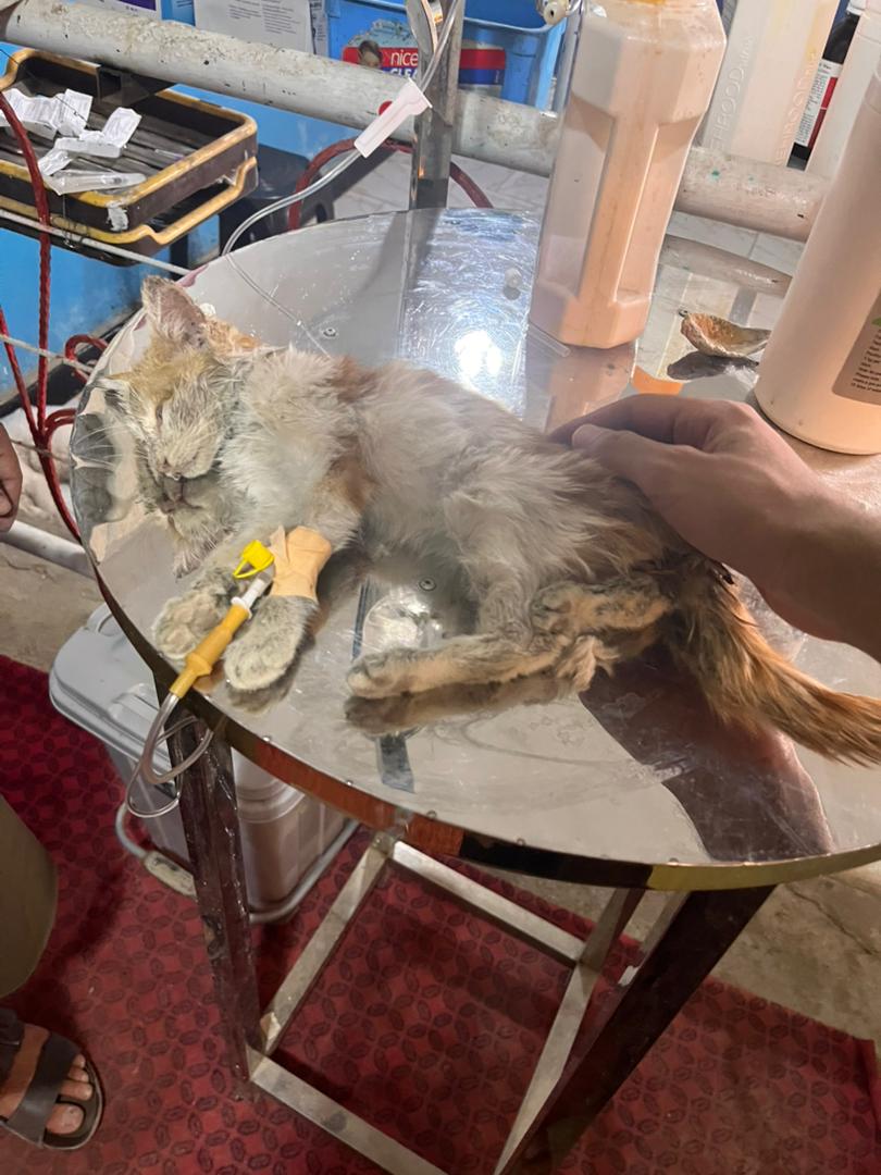 Rescued Shop Kitten