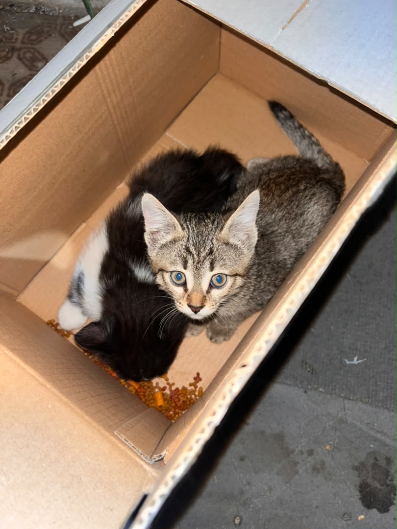 Rescued Street Kittens