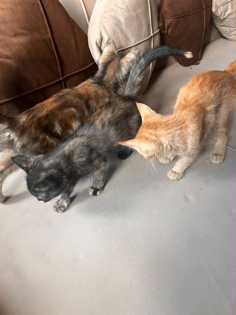 Alley Kittens Full Recovery
